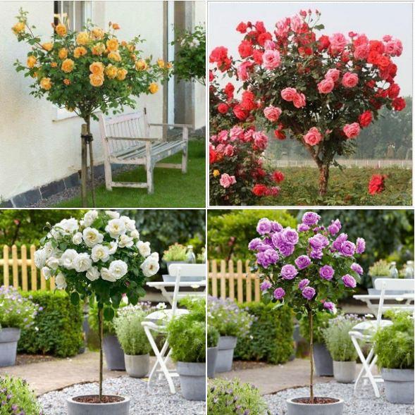 Combo 3 gói hạt giống hoa hồng mix