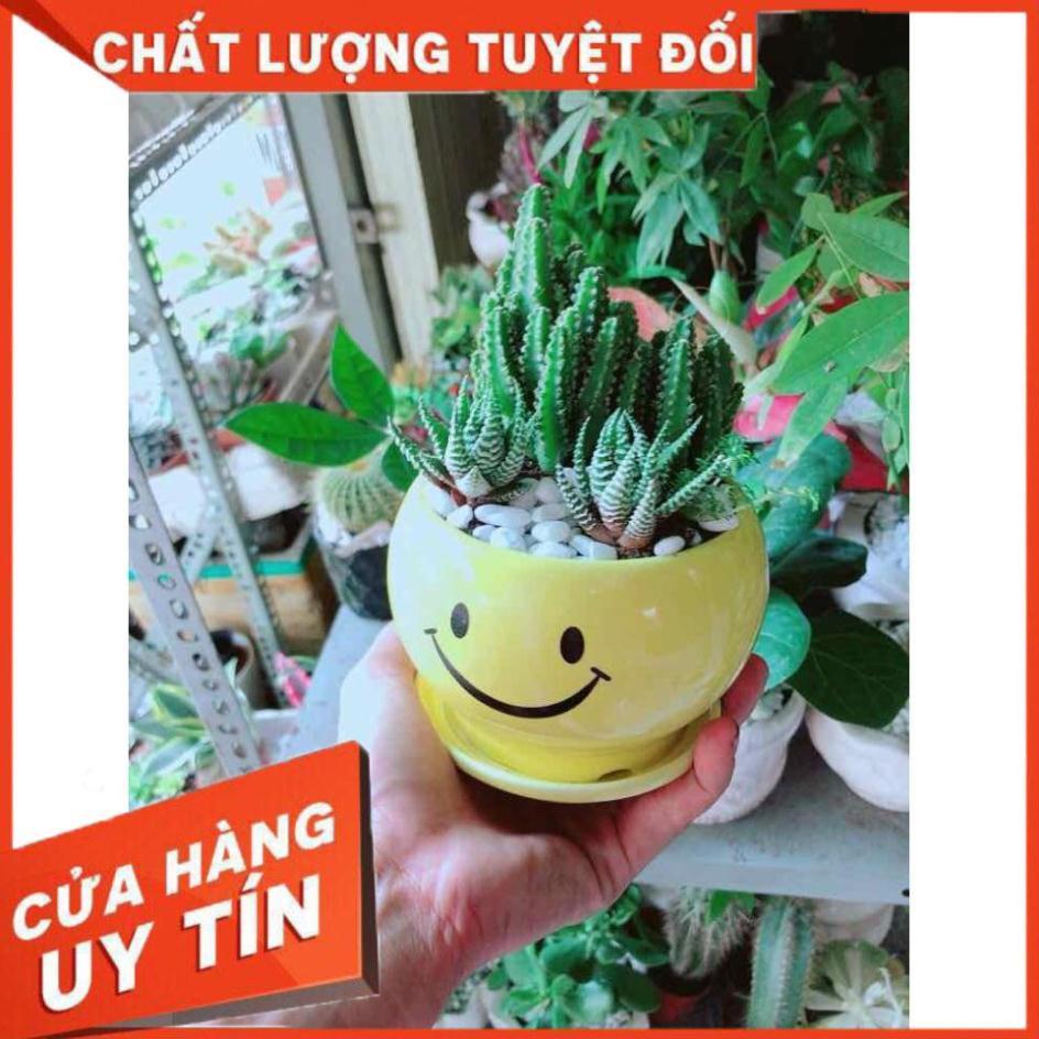 Chậu Xương Rồng Thanh Sơn + Móng Rồng Nhiều Người Mua