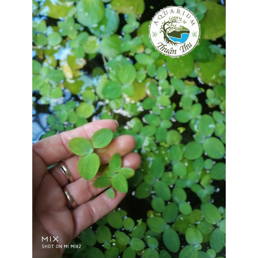 Bèo tai tượng - Bèo cái - Bèo thủy sinh