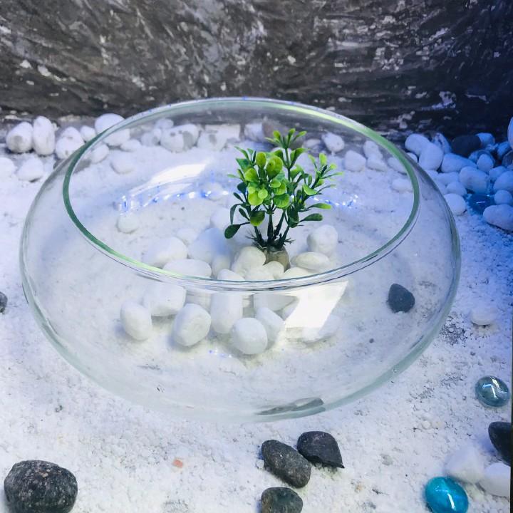 Bể cá mini, bể cá TRÒN THẤP