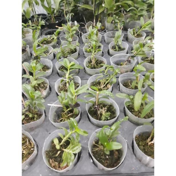 Sản Phẩm Hoa phong lan phi điệp 5ct cánh trắng phú thọ gieo hạt