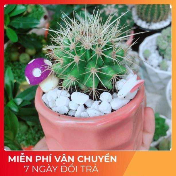 Chậu Xương Rồng Kim Hổ