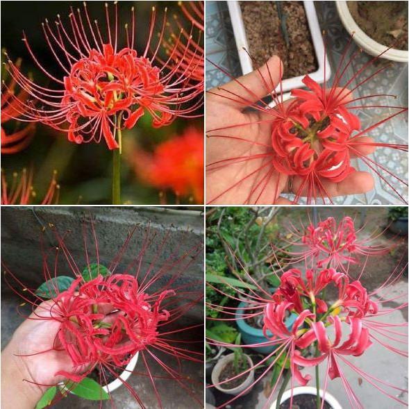 Combo 3 củ giống hoa bỉ ngạn hoa màu đỏ