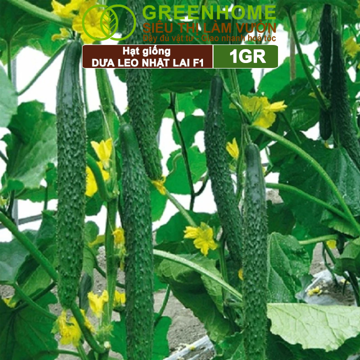 Hạt Giống Dưa Leo Nhật Lai F1 Greenhome, Gói 1GR, Dễ Trồng Quanh Năm, Nảy Mầm Cao, T24