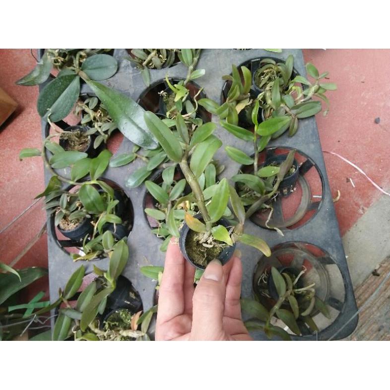 Hoa phong lan phi điệp tím thái - cây giống