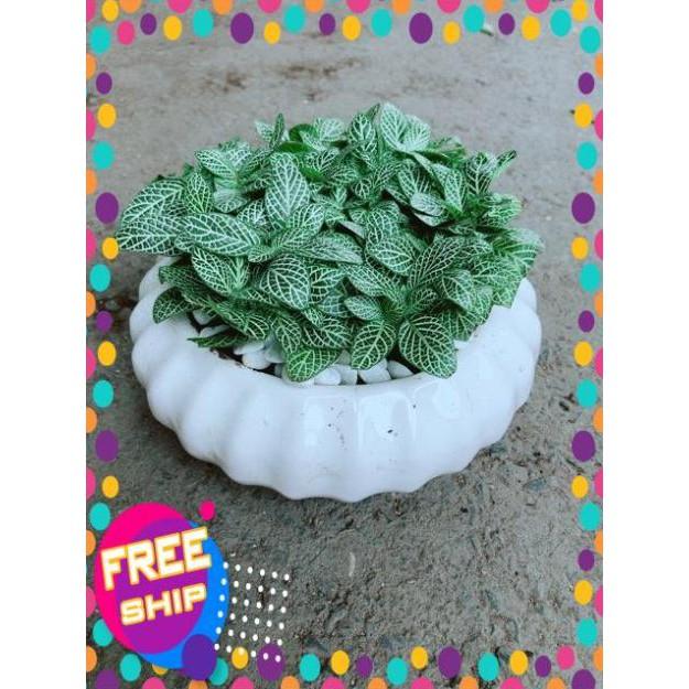 Chậu Cẩm Nhung Xanh