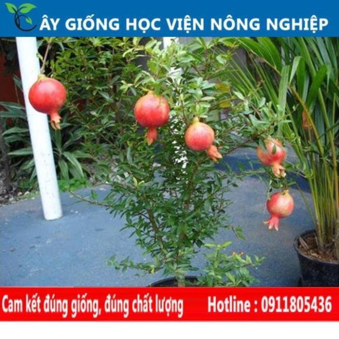 Sản phẩm Cây Ăn Trái cây lựu đỏ cây ăn quả