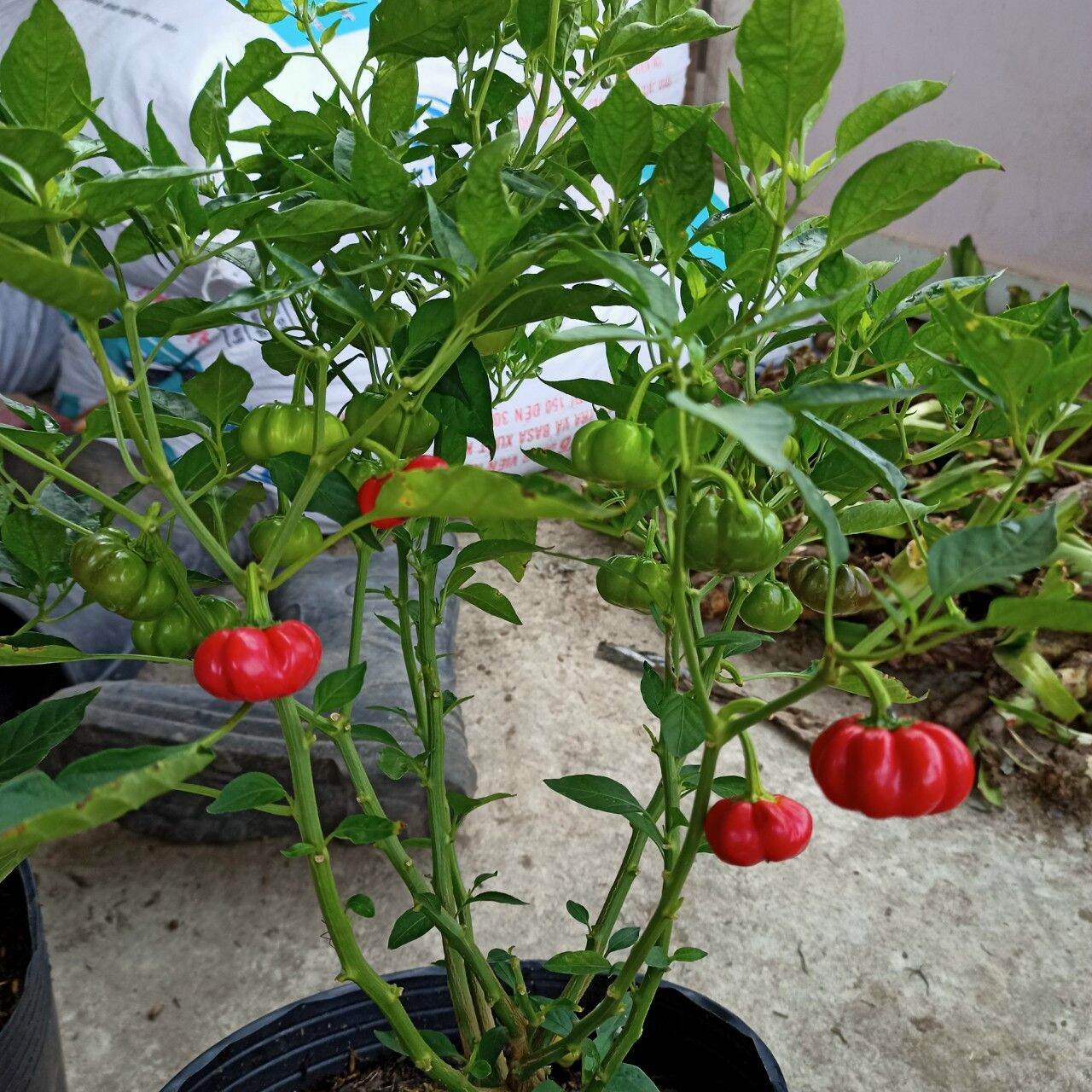 5 Hạt giống Ớt bí ngô ( pumpkin pepper)