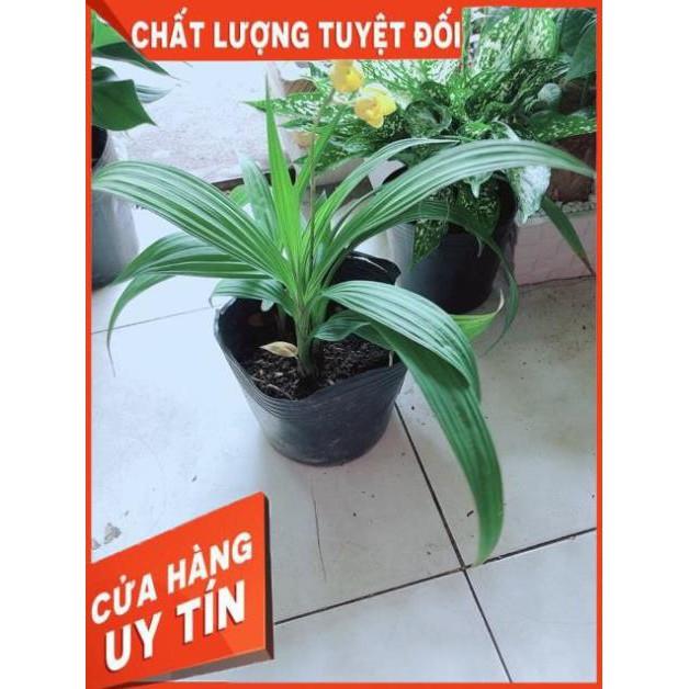 Lan Đất Có Hoa Vàng