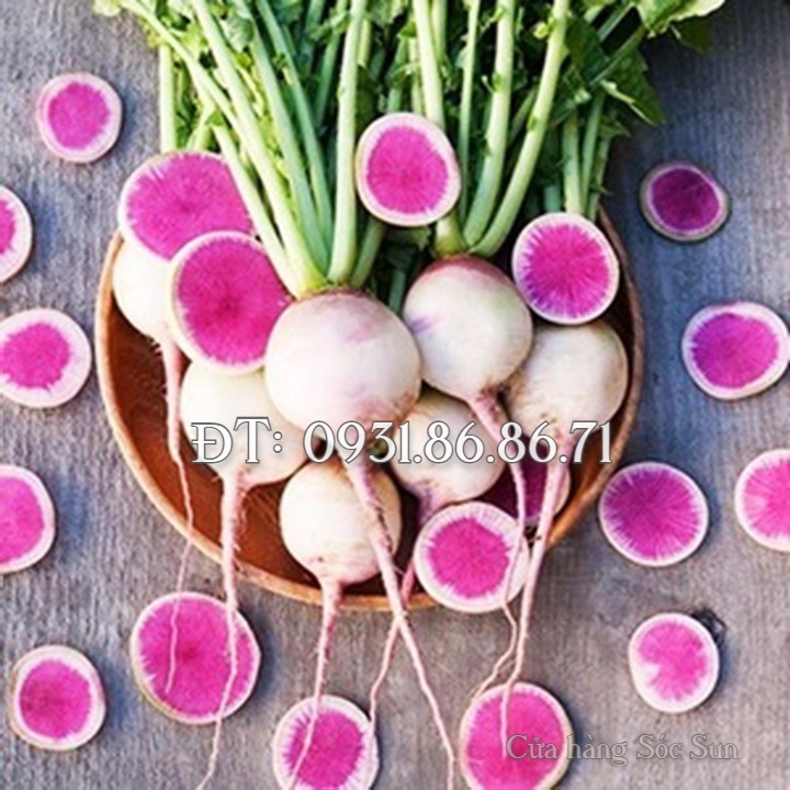 Hạt giống củ cải ruột đỏ – Bịch 10 hạt – Mã số 1097
