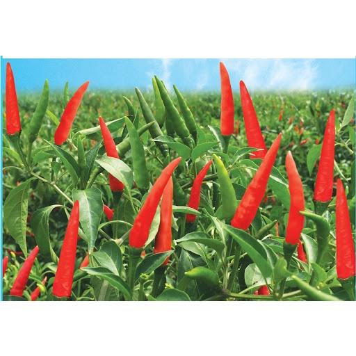 Hạt Giống Ớt Hiểm F1 VA.99999 Năng Suất Cao , Quả To Đẹp
