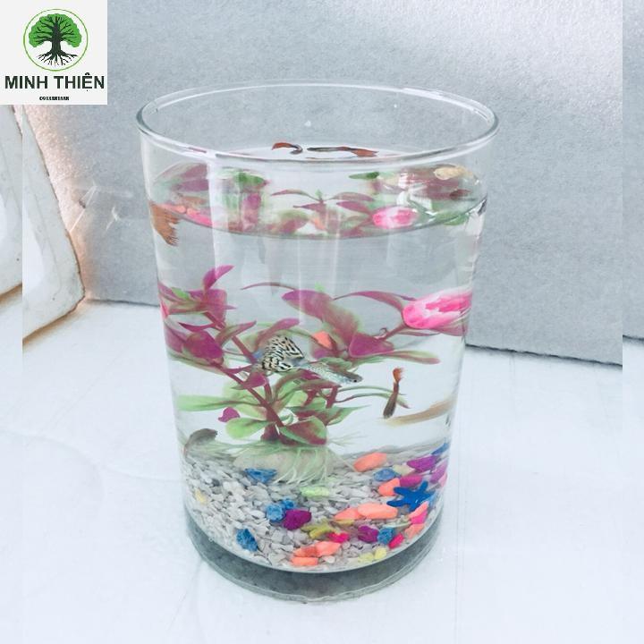 Bình Thủy Tinh Cắm Hoa, Trang Trí Ống Trụ Đường Kính 12cm x 20cm