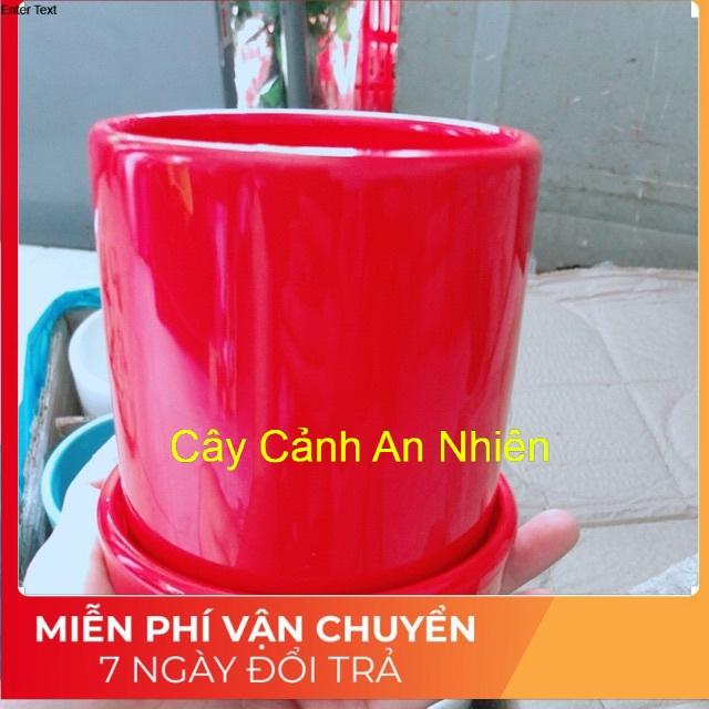 Chậu Trồng Cây