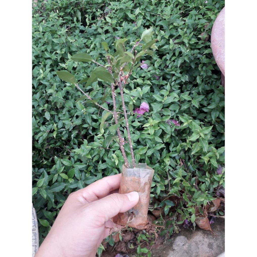 Com bo 2 cây Hồng ngọc mai bonsai , cây giống gửi đi nguyên bầu cây giống