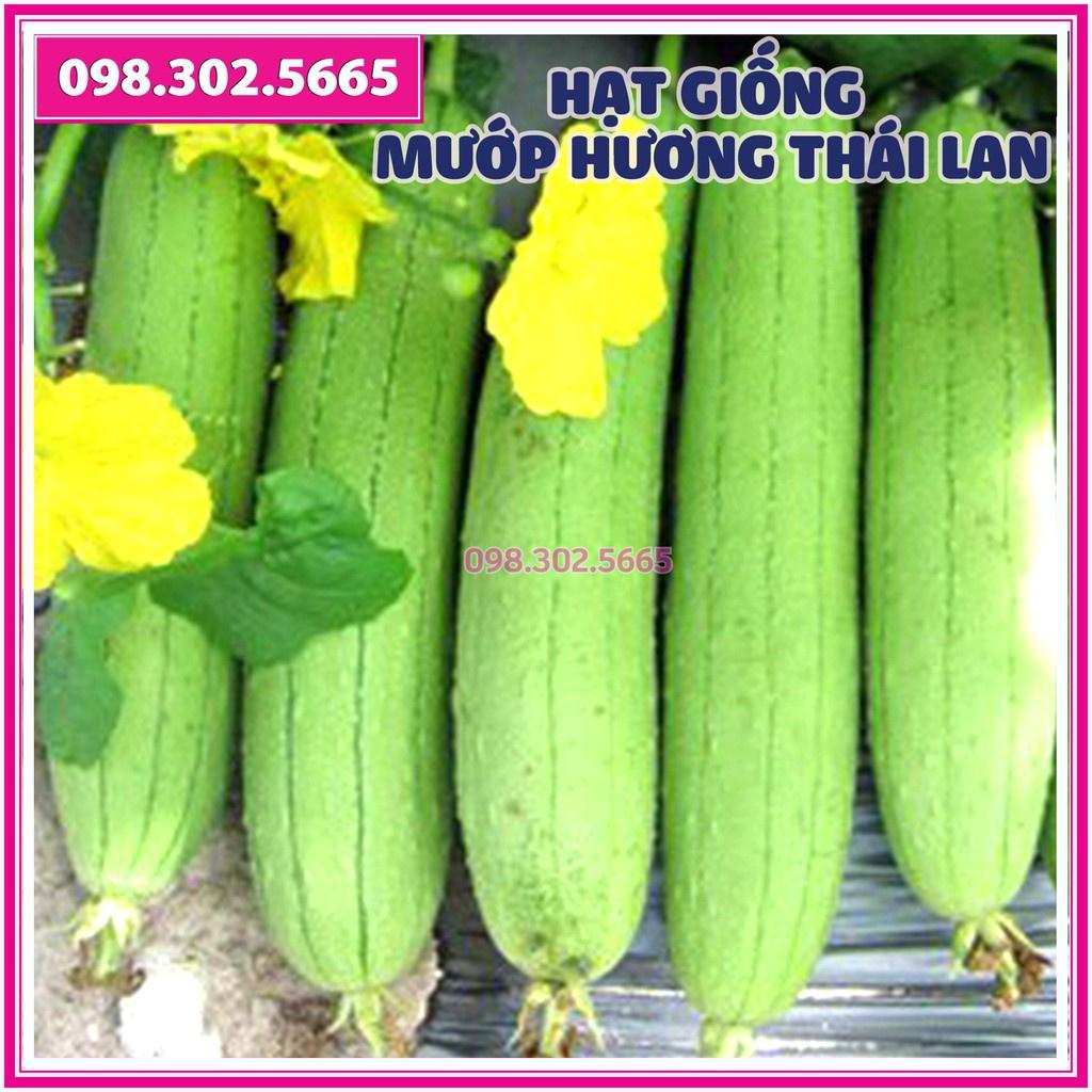 1g Hạt giống mướp hương thái lan F1 cao sản - hạt giống chất lượng tốt, năng suất cao