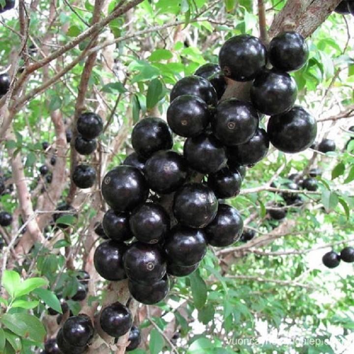 Cây Nho thân gỗ tứ quý giống
