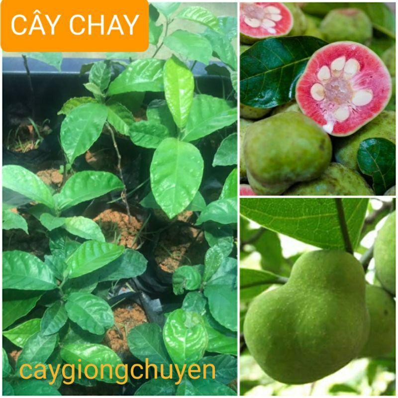 CÂY CHAY GIỐNG , cây đẹp, cam kết chất lượng