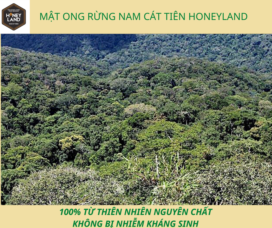Mật ong rừng Nam Cát Tiên Honeyland 380g mật ong thiên nhiên nguyên chất
