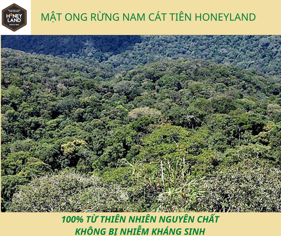 Mật ong rừng Nam Cát Tiên Honeyland 730g mật ong thiên nhiên nguyên chất