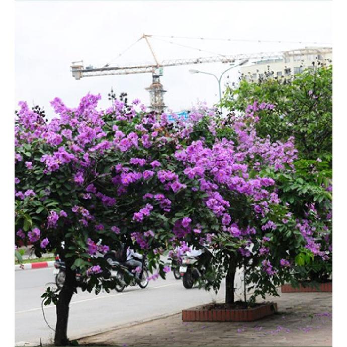 Hạt Giống Cây Hoa Bằng Lăng Tím KNS3512 - Gói 30 Hạt