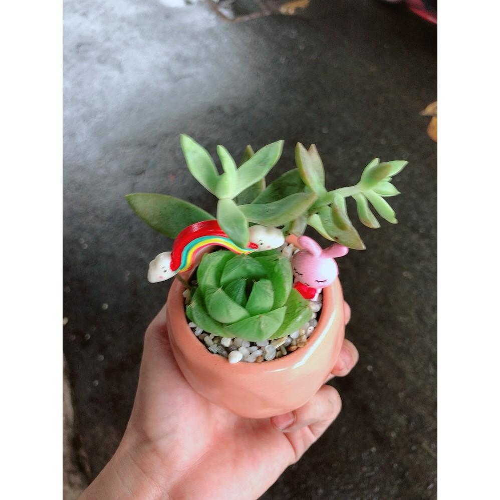 Chậu sen đá tiểu cảnh 5