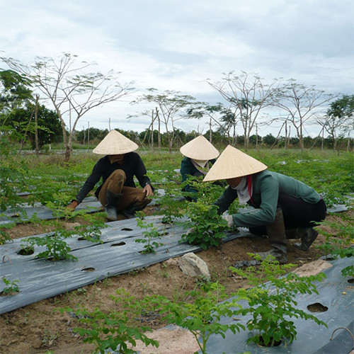 Combo 10 Gói Mì Chùm Ngây Gìau Dinh Dưỡng 70Gr - Mori