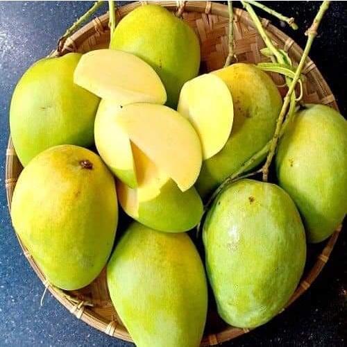 Cây giống Xoài Vàng Tứ Quý