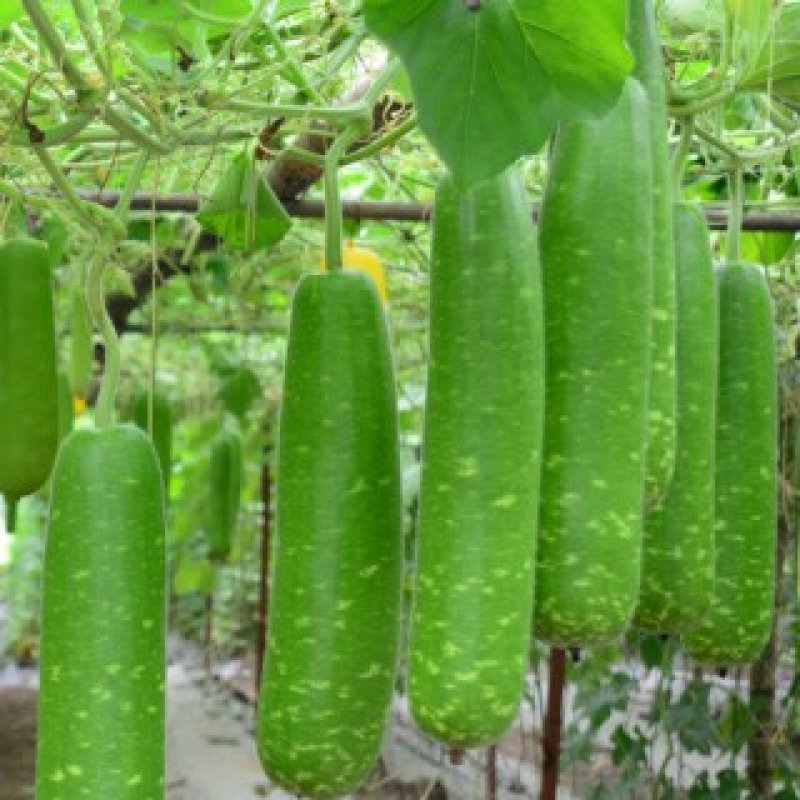 Hạt giống bầu sao lai Rạng Đông