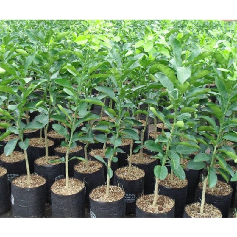 GIỐNG CÂY BƯỞI DA XANH KHÔNG HẠT