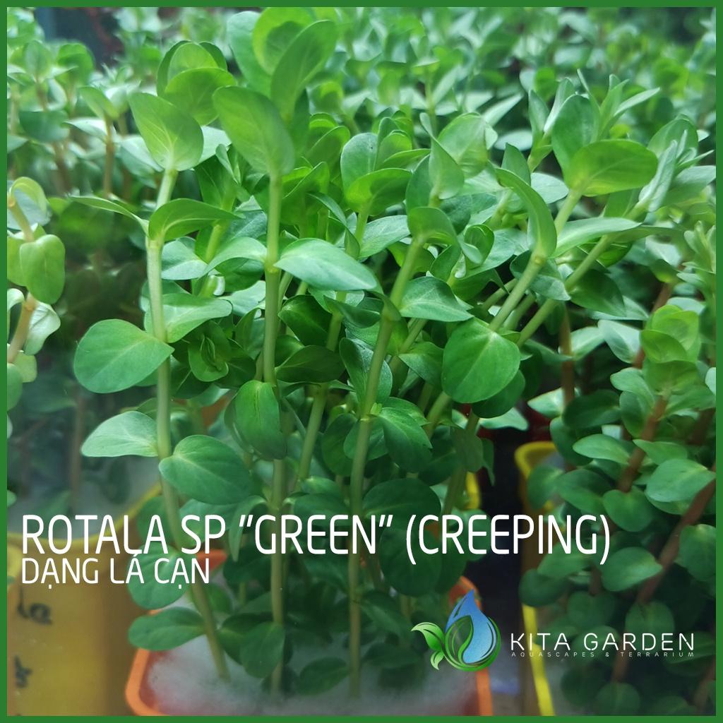 Cây thủy sinh Rotala xanh bò - Rotala sp "Green" - Cây Thuỷ Sinh - Cây Thủy Sinh Dễ Trồng - Cây Dạng Cạn