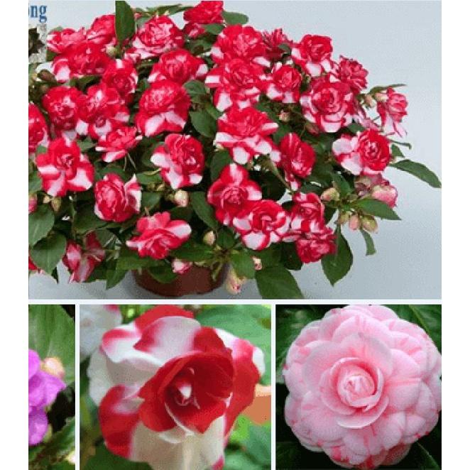 Bộ 2 gói Hạt giống hoa ngọc thảo kép mix -gói 10 hạt