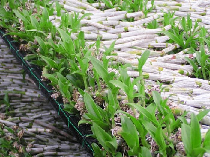 Phi điệp đột biến VỌNG XƯA