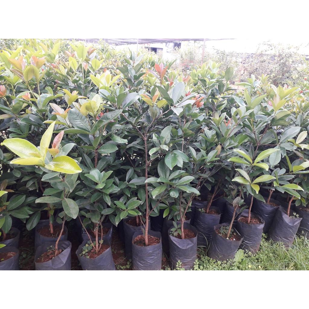 Cây giống Cherry Anh Đào MỸ THẾ HỆ MỚI.