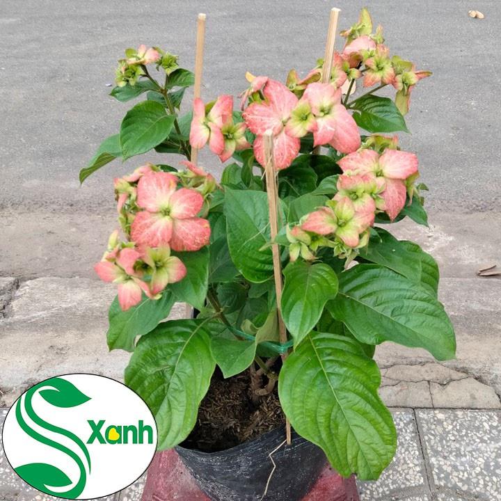 Cây Hoa Bướm Màu Hồng