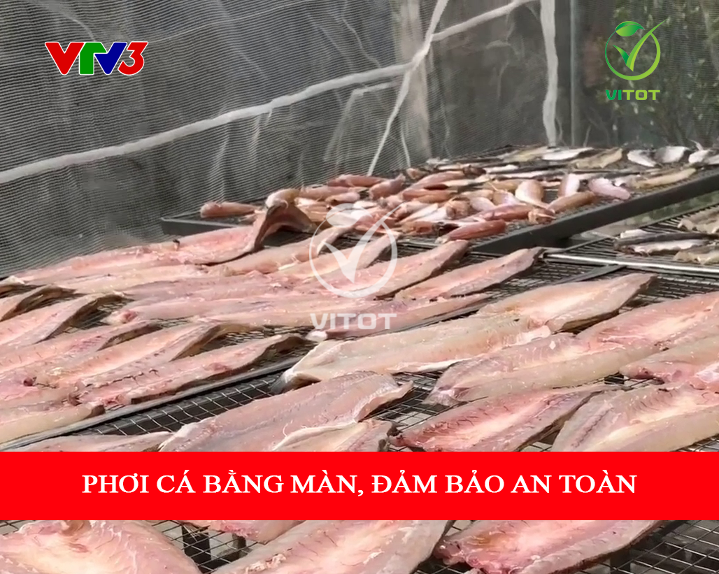 - CÁ ĐÙ VÀNG 1 NẮNG VITOT FOOD