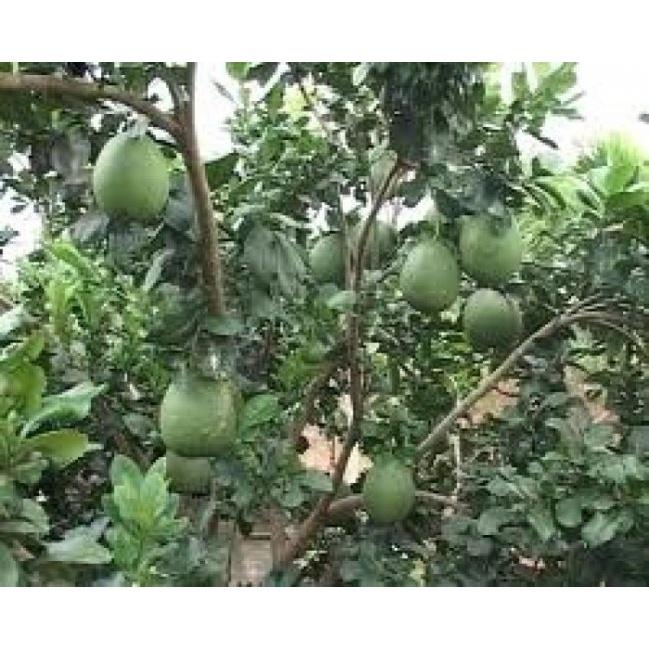 Cây giống bưởi da xanh miền nam