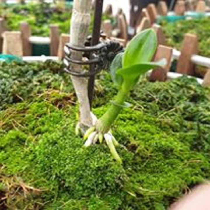 Hoa lan - mít văn sơn+ 700g phân thỏ hữu cơ