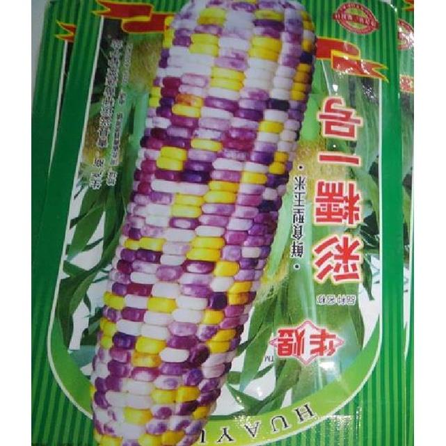 Hạt giống ngô nhiều màu  KNS3532 - Gói 30 hạt