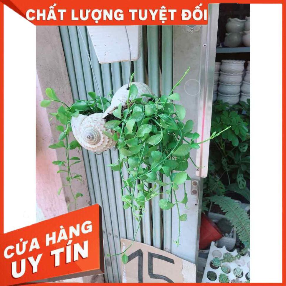 Đô la vỏ ốc Nhiều Người Mua