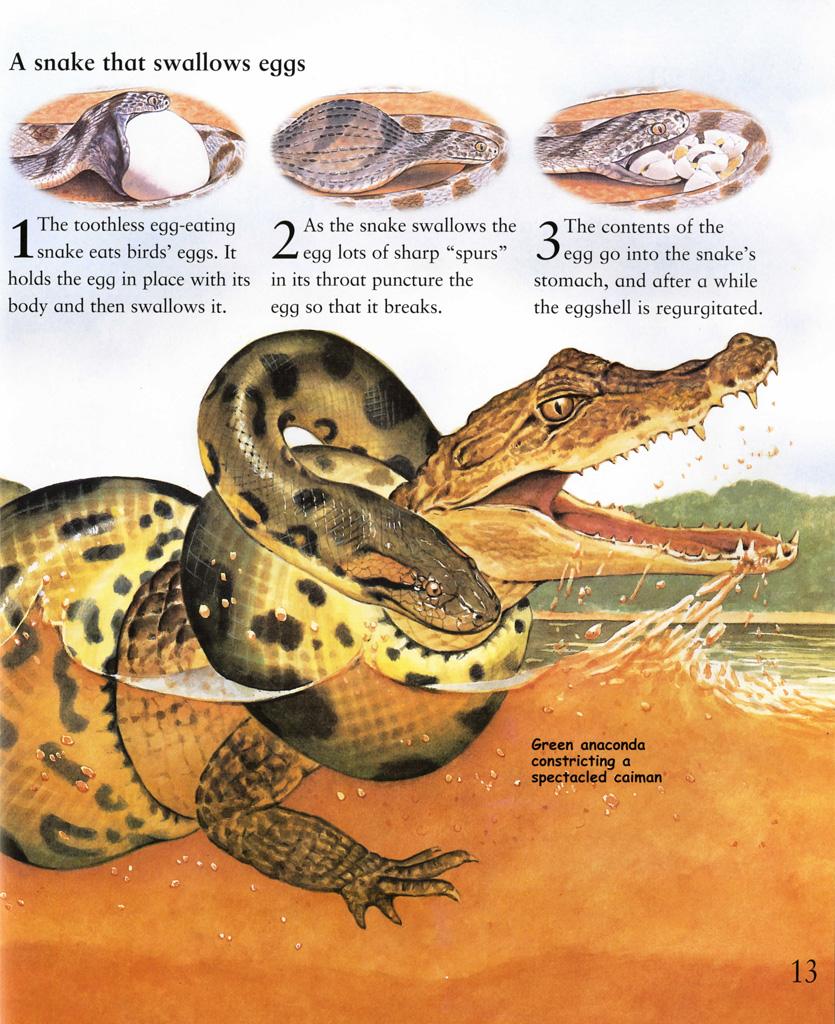 My Best Book Of Snakes