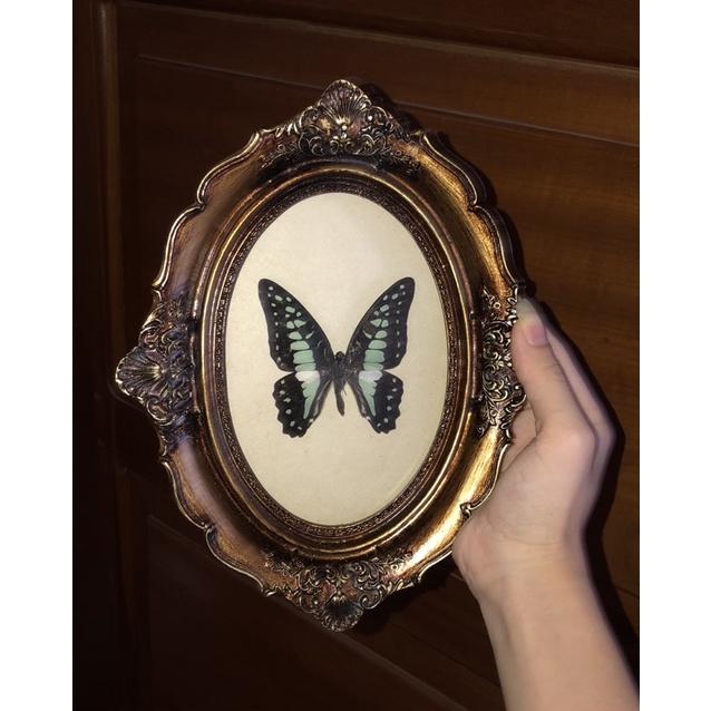 Khung bướm giả cổ vintage