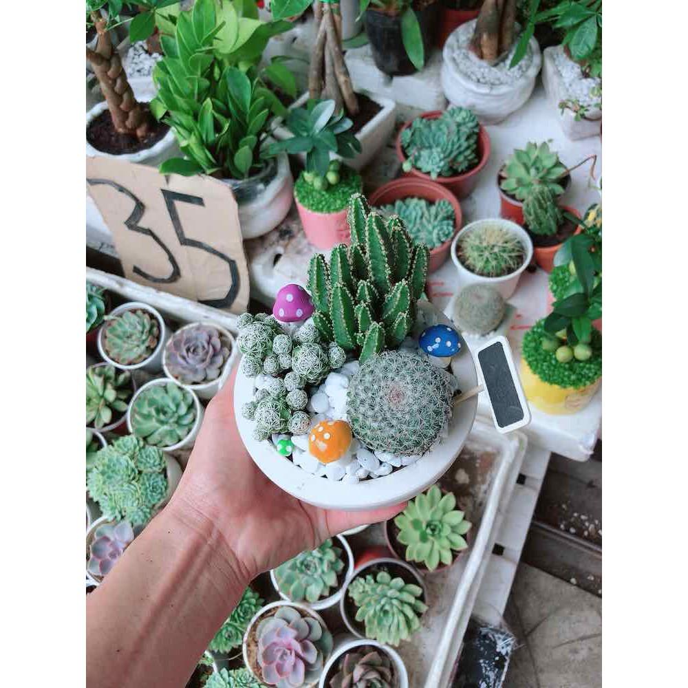 Chậu xương rồng mix Bán Chạy