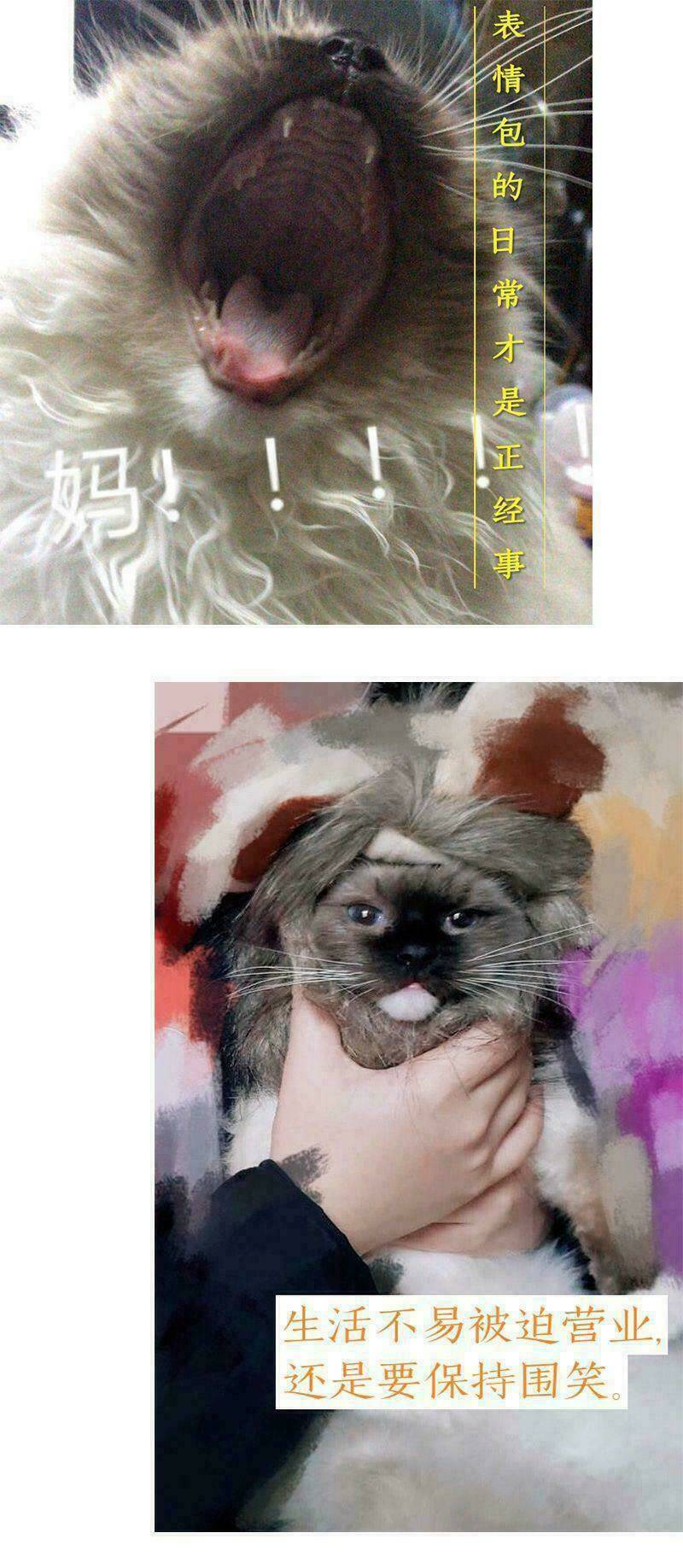 quả nhân có bệnh tên là tương tư chapter 50 15