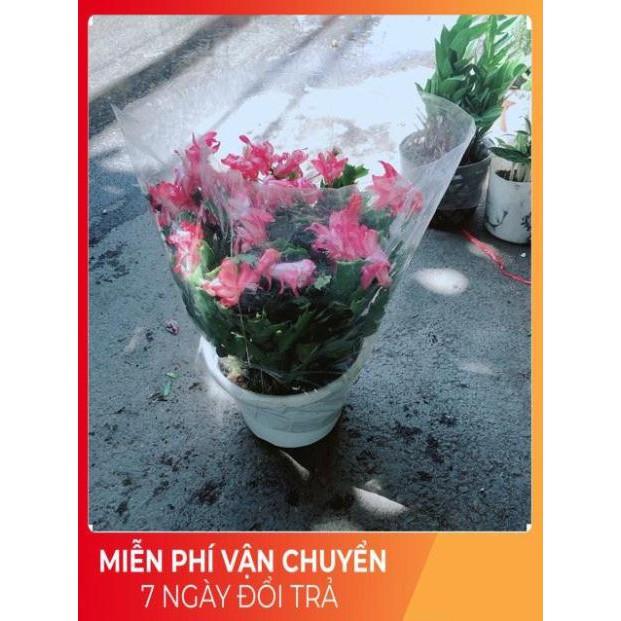 Chậu Hoa Quỳnh Size Đại