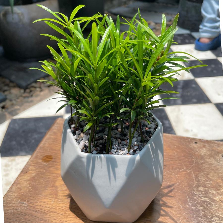 Cây Tùng La Hán để bàn - Vạn Niên Tùng