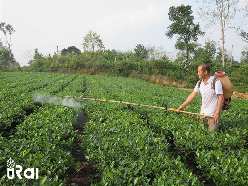 Chế phẩm diệt sâu, rầy sinh học KOXTOX 2- chai 100ml