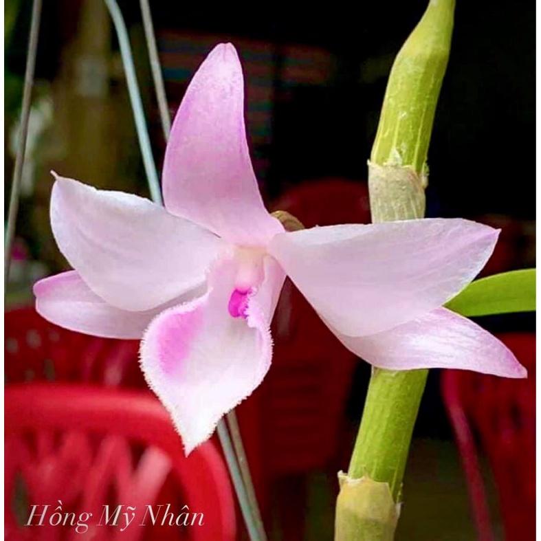 Cốc lan phi điệp đột biến 5 cánh HỒNG MỸ NHÂN, hoa cực đẹp, cực hiếm, hàng gieo hạt, cây y hình