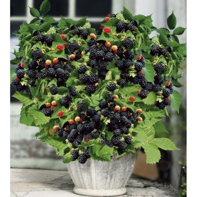 CÂY GIỐNG MÂM XÔI ĐEN  CÂY NHỎ NHẬP KHẨU SIÊU QUẢ DÒNG QUẢ SỚM- CAM KÊT GIỐNG CHUẨN F1