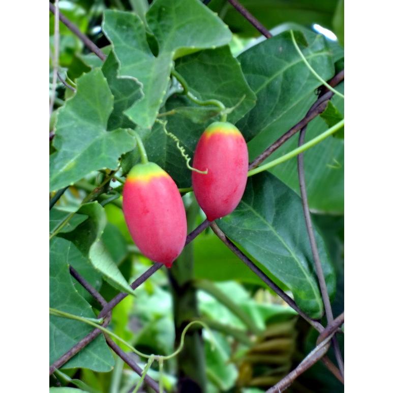 Hạt Giống Cây Bình Bát Dây -