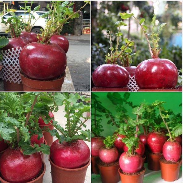 Hạt giống củ cải đỏ khổng lồ KNS3267 - Gói 10 hạt